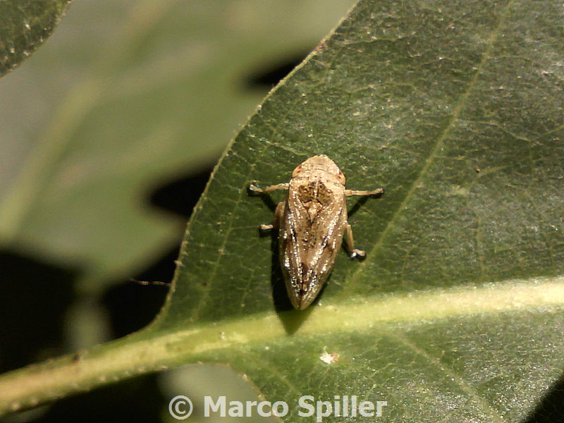 Aphrophoridae: Aphrophora...Philaenus ?